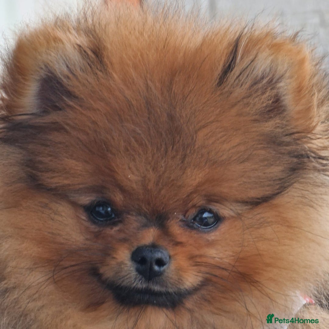 Pomeranian dogs for sale: Beautiful Pomeranian female - Advert 5
