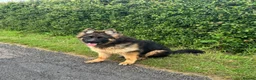 German Shepherd dogs for sale: LONG COATED GERMAN SHEPHERD GIRL  - Advert 19
