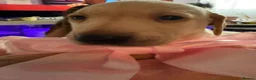 Labrador Retriever dogs for sale: Gorgeous Labrador puppies - Advert 4