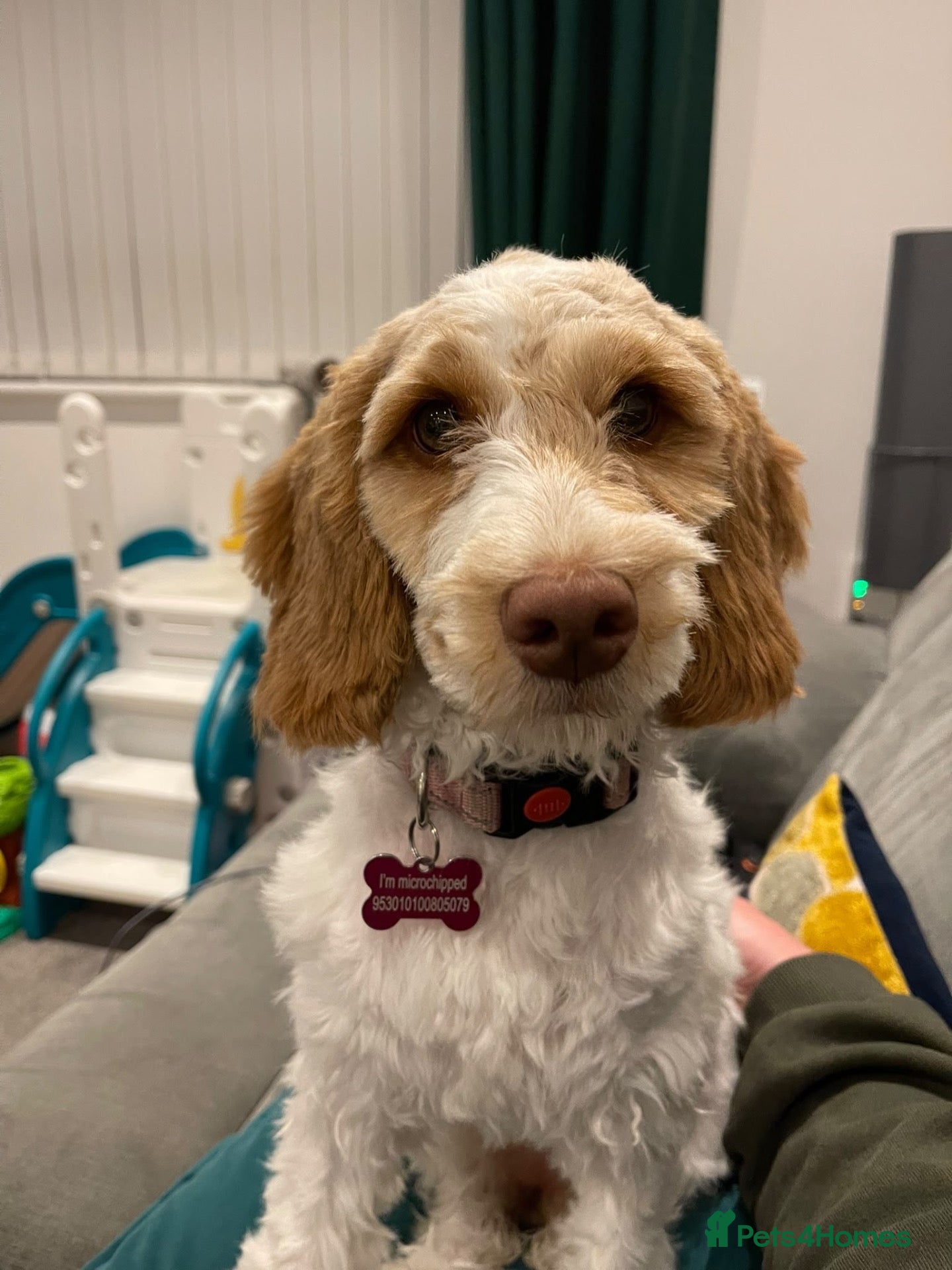 Mixed Breed dogs Cockerpoo Girl 6 Month Old F2b - Advert 14