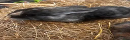 Mixed Breed rabbits for sale: Baby rabbits for sale in Sittingbourne - Advert 4