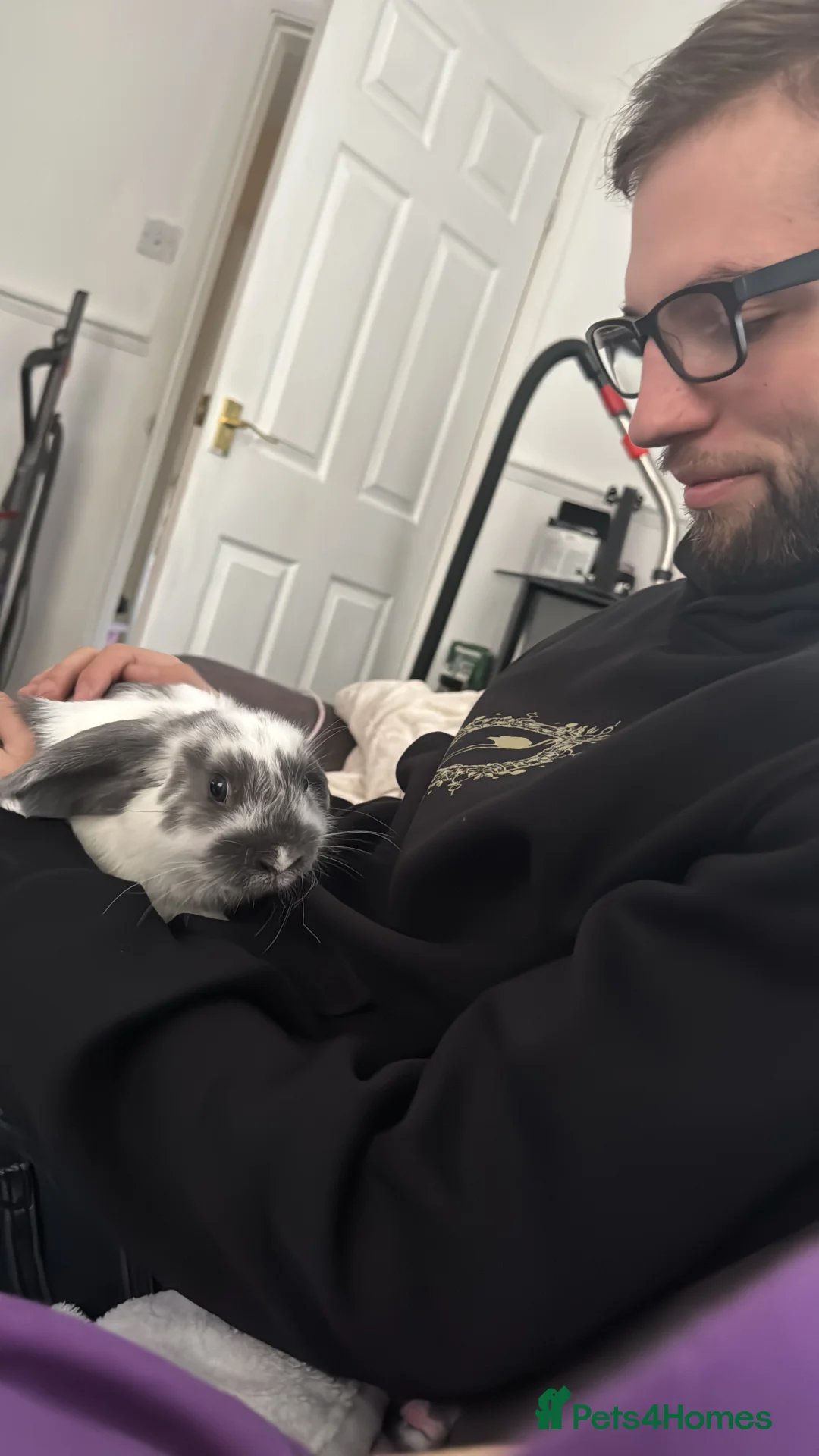 French Lop rabbits for sale: Holland lop for sale in Derby - Advert 5