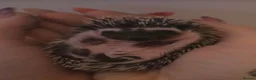 Pygmy Hedgehog rodents for sale: African Pygmy hedgehog babies for sale in Redruth - Advert 12