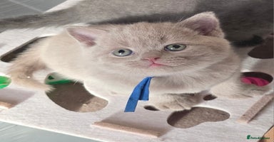 British Shorthair cats  Gccf British shorthair kittens champion lines 🏆 - Advert 2