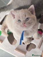 British Shorthair cats Gccf British shorthair kittens champion lines 🏆 - Advert 2