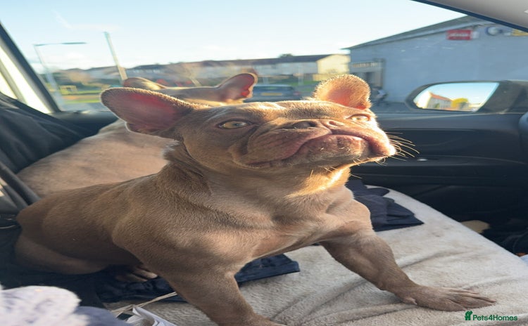French Bulldog dogs - Advert 4