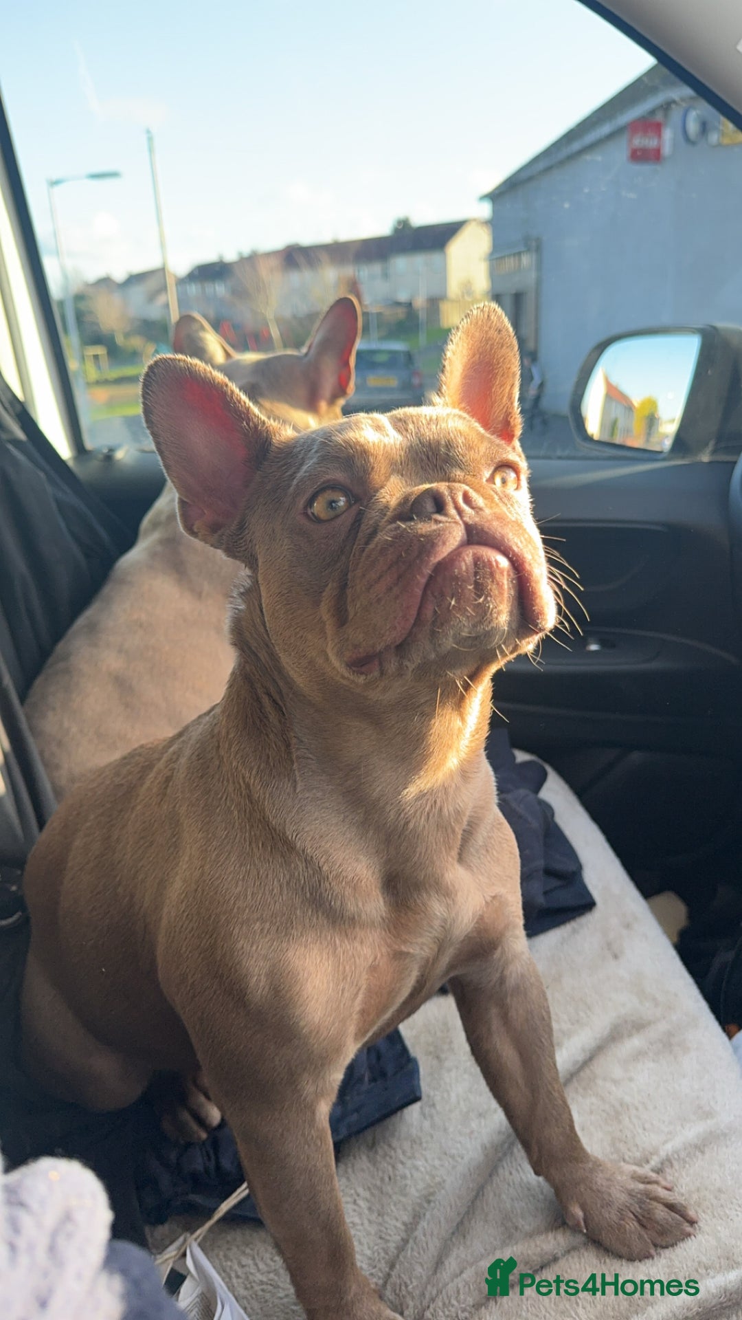 French Bulldog dogs for sale: KC registered French Bulldog  - Image 1