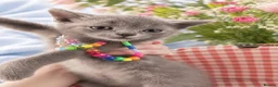 British Shorthair cats for sale: 💙🤍🤎 BSH Kittens – Chocolate, Blue & White  - Advert 13
