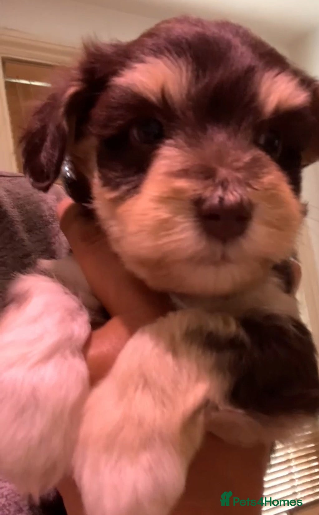 Miniature Schnauzer dogs Gorgeous Miniature schnauzer Puppies  - Advert 2