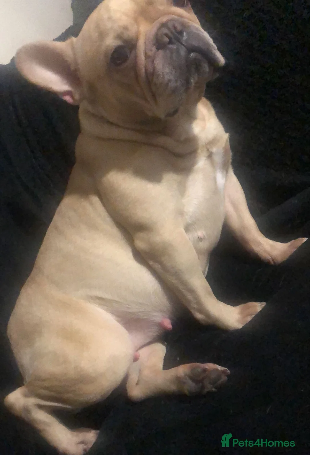 French Bulldog dogs for sale: Beautiful French Bulldogs in Stoke-on-Trent - Advert 6