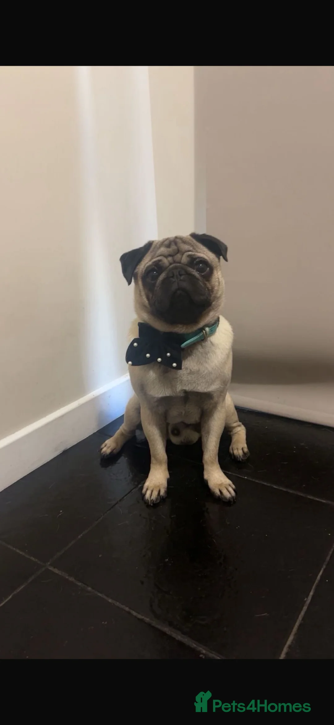 Pug dogs for stud: Fawn and black male pug stud  - Advert 2