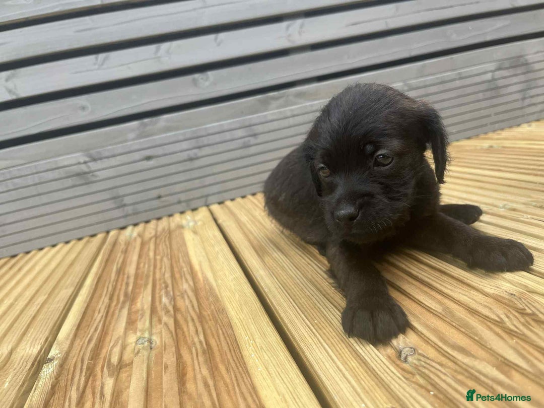 Mixed Breed dogs for sale: Stunning jackapoo x cocapoo puppies - Image 25