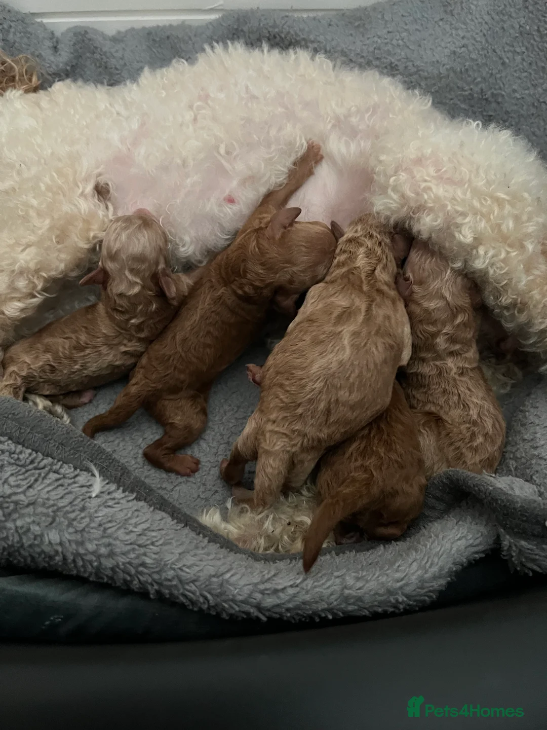 Toy Poodle dogs for sale: KC Reg Full health Check Red Toy Poodles in Liverpool - Advert 11