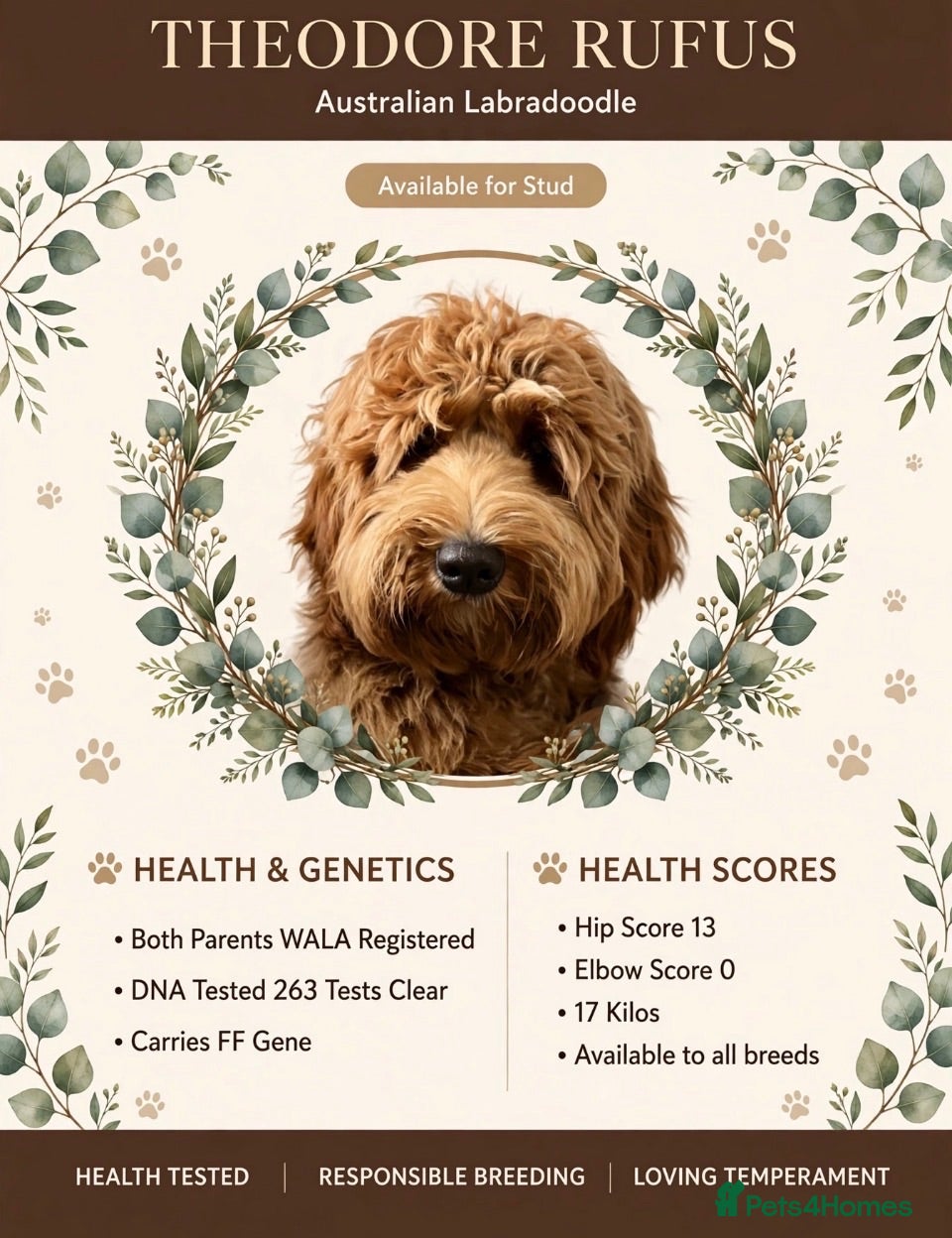 Australian Labradoodle dogs  100 percent Australian labradoodle  - Advert 1