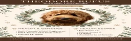 Australian Labradoodle dogs for stud:  100 percent Australian labradoodle  - Advert 2