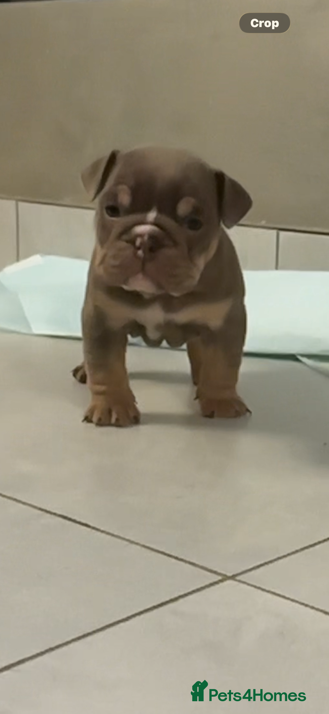 English Bulldog dogs QUALITY 5* ENGLISH BULLDOG PUPPIES - Advert 5