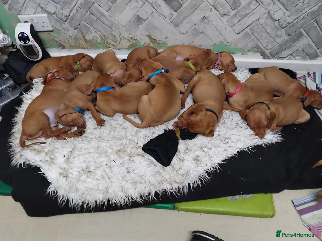 Hungarian Vizsla dogs for sale: Beautiful Hungarian vizsla - Advert 4