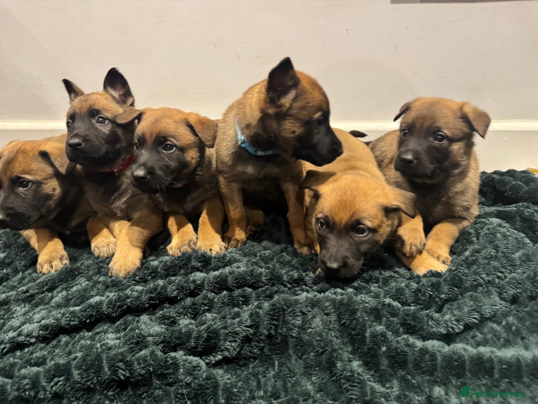 Mixed Breed dogs for sale: Gorgeous GSD X Belgian Malinois Pups Available - Advert 2