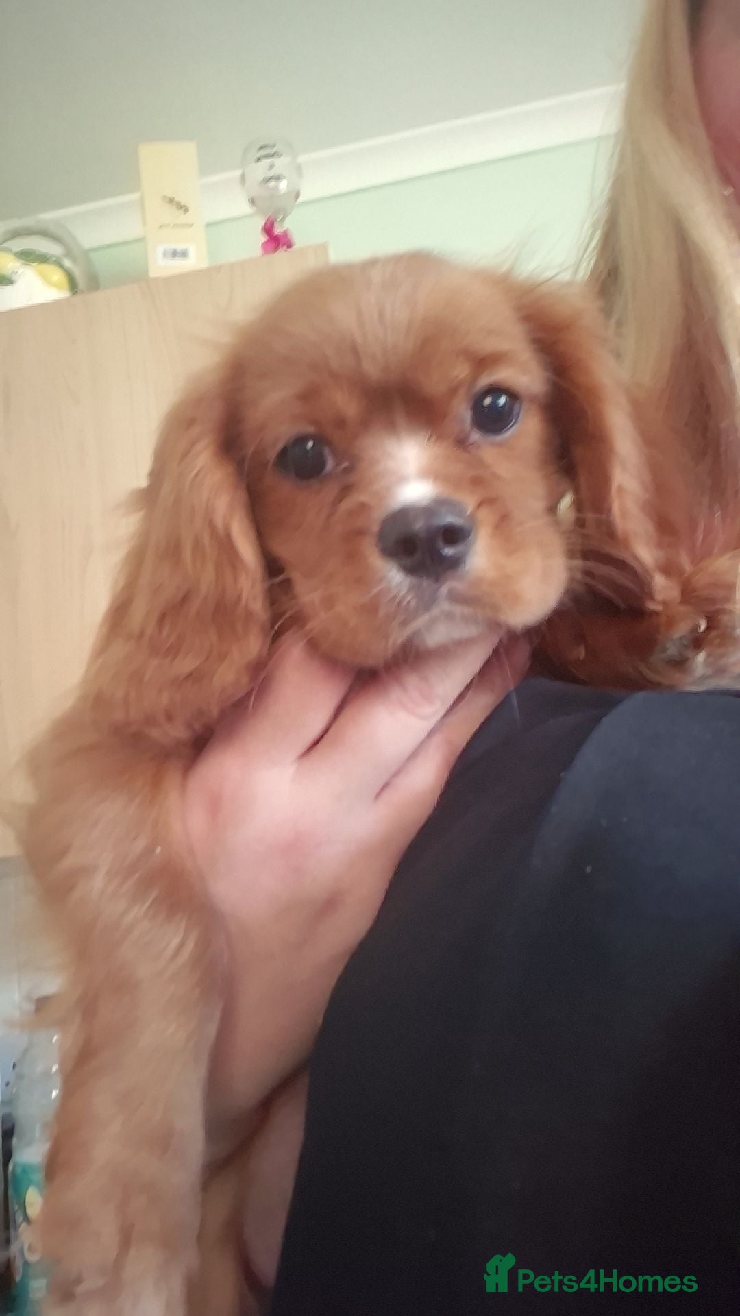 King Charles Spaniel dogs king charles cavalier pups READY NOW - Advert 3