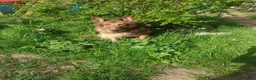 German Shepherd dogs for sale: German Shepherd puppies all colours ready end Aug - Advert 29