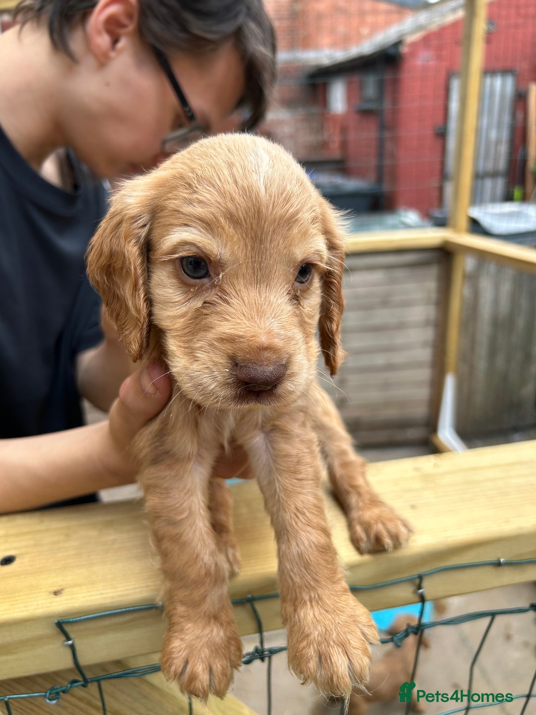 Cocker Spaniel dogs for sale: Kc cocker spaniels  - Image 5
