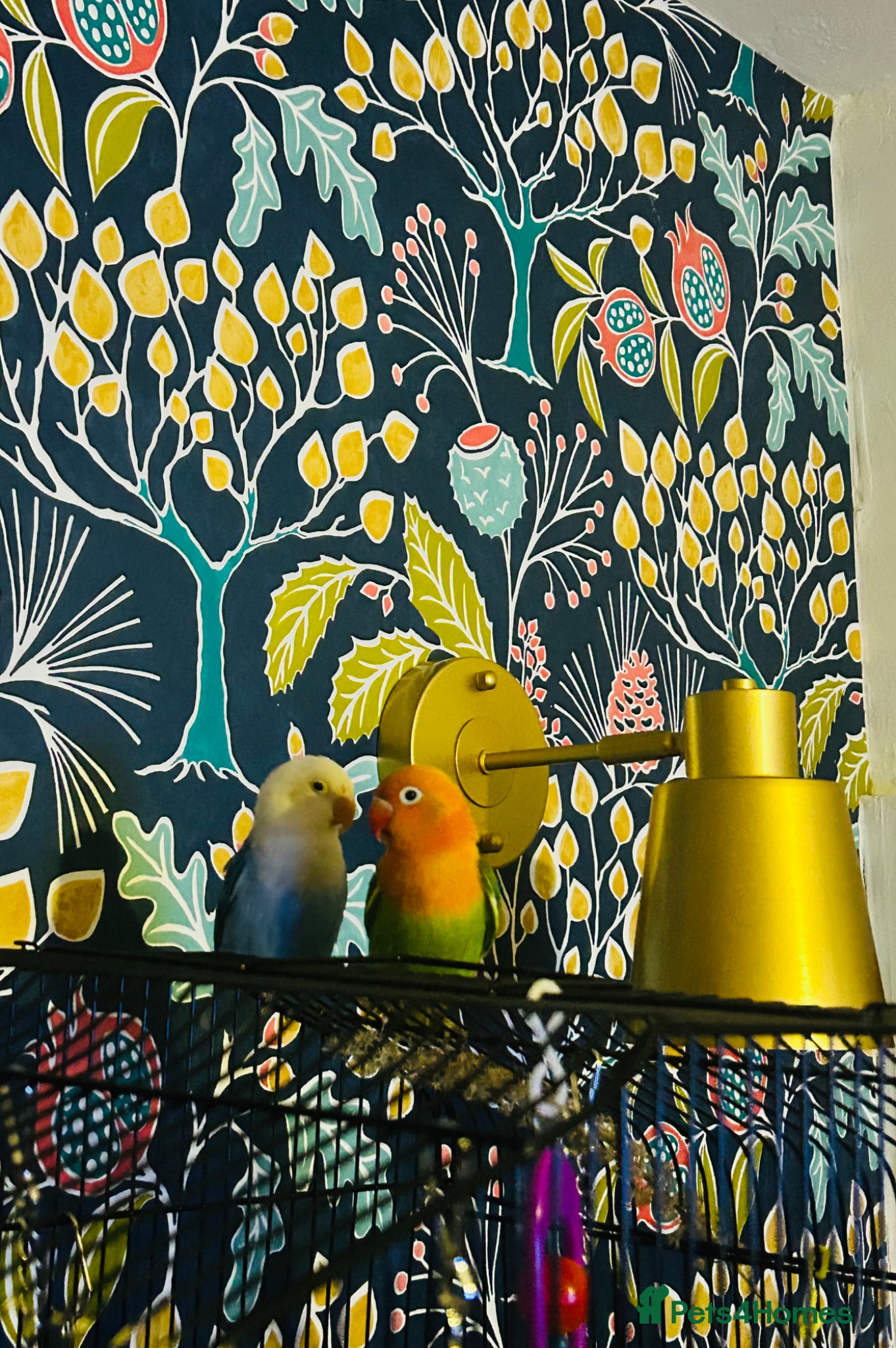 Lovebirds birds 2 bonded love birds and cage  - Advert 11