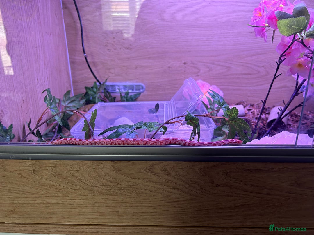 Corn Snake reptiles for sale: Female corn snake - Advert 12