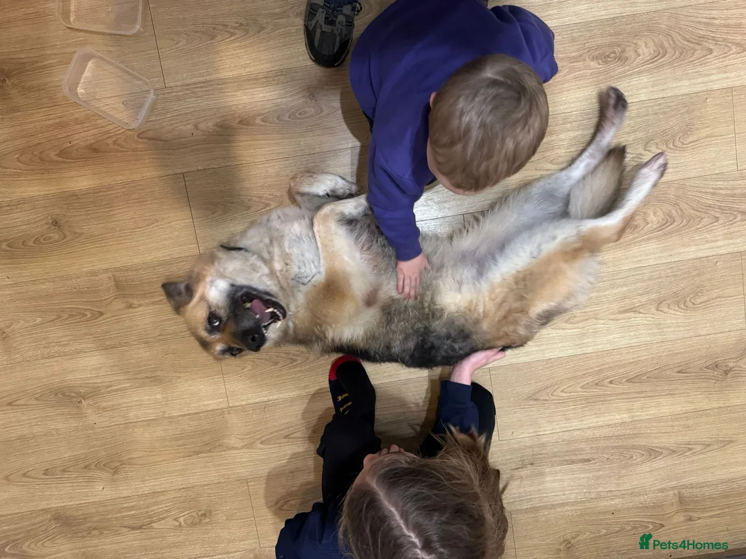 German Shepherd dogs for sale: Luna - Beautiful, Affectionate Dog - Advert 2