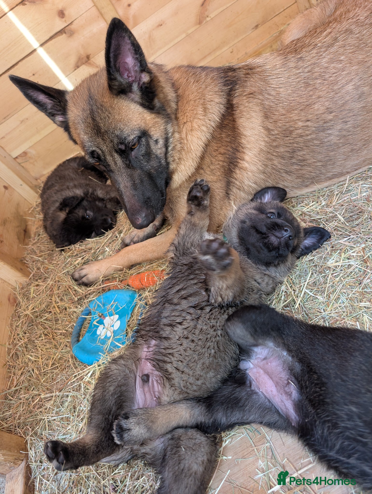Mixed Breed dogs 5kg at 5 weeks BIG CAUCASIAN MALINOIS  - Advert 1