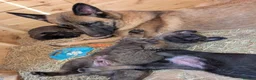 Mixed Breed dogs for sale: 5kg at 5 weeks BIG CAUCASIAN MALINOIS  - Advert 1