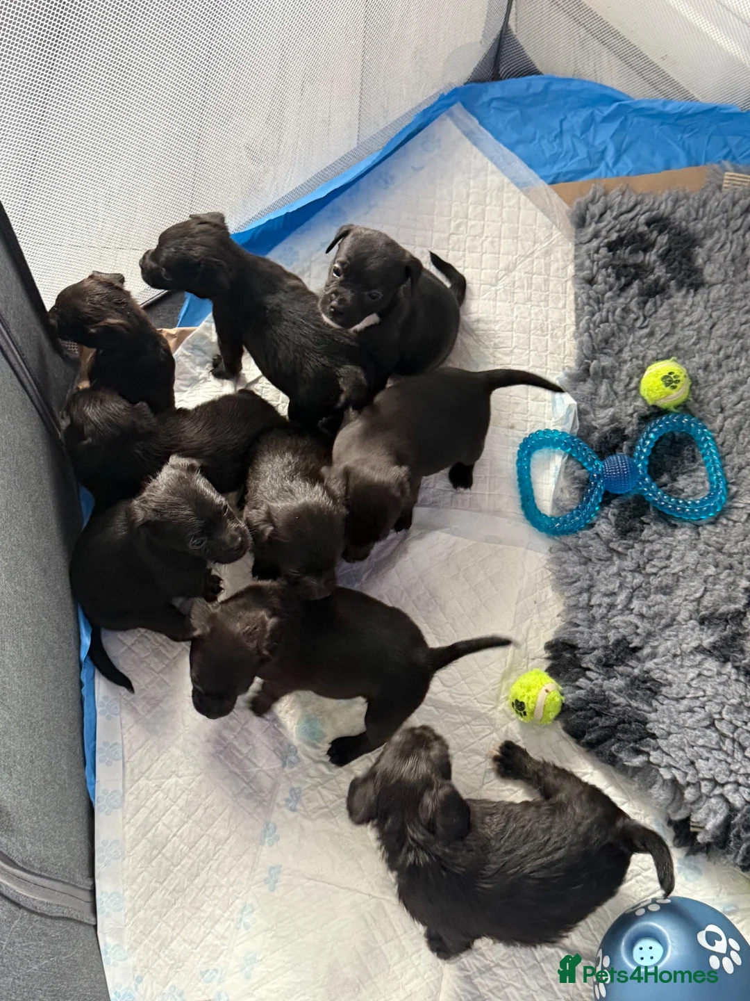 Mixed Breed dogs for sale: French bulldog x cockapoo in Bournemouth - Advert 2