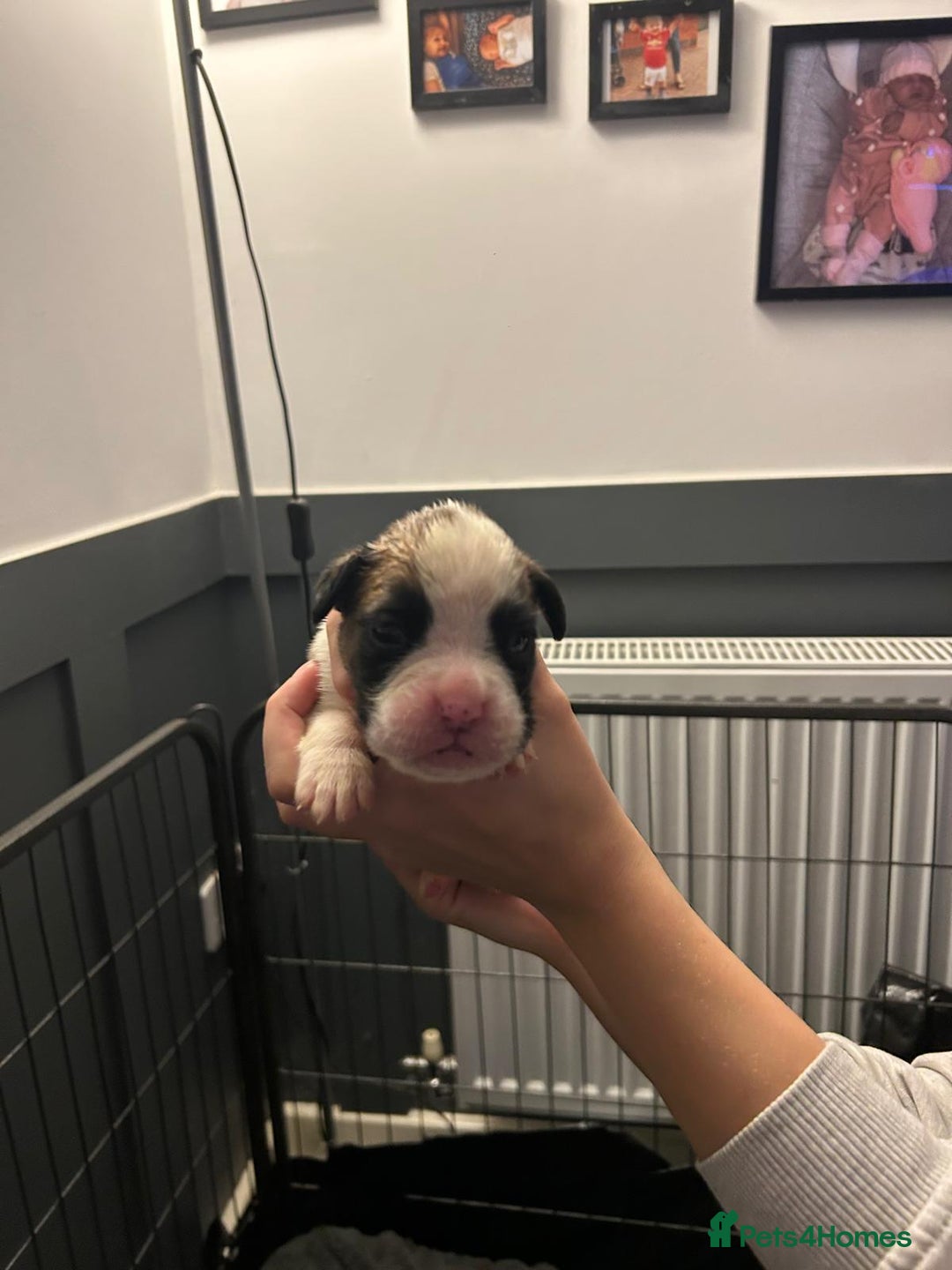 Boxer dogs for sale: Boxer babies - Advert 28