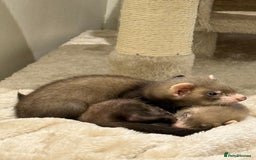 Ferret rodents for sale: 3 ferrets for sale  - Image 2
