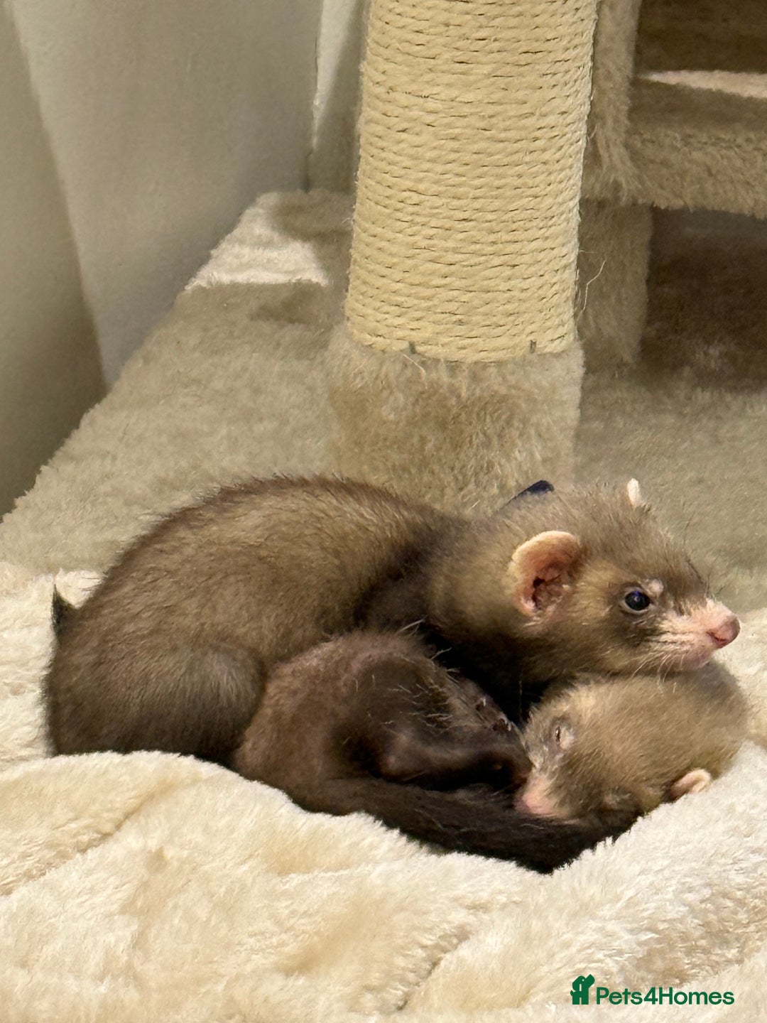 Ferret rodents for sale: 3 ferrets for sale  - Image 2