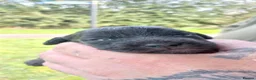 Bedlington Terrier dogs for sale: Bedlinton terrier pups - Advert 16