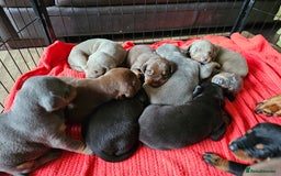 Dobermann dogs for sale: Outstanding Doberman Puppies - Image 3