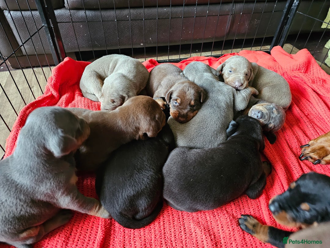 Dobermann dogs for sale: Outstanding Doberman Puppies - Image 3