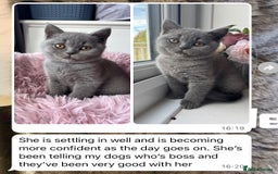British Shorthair cats for sale: Rare Coloured British Shorthair kittens - Image 21