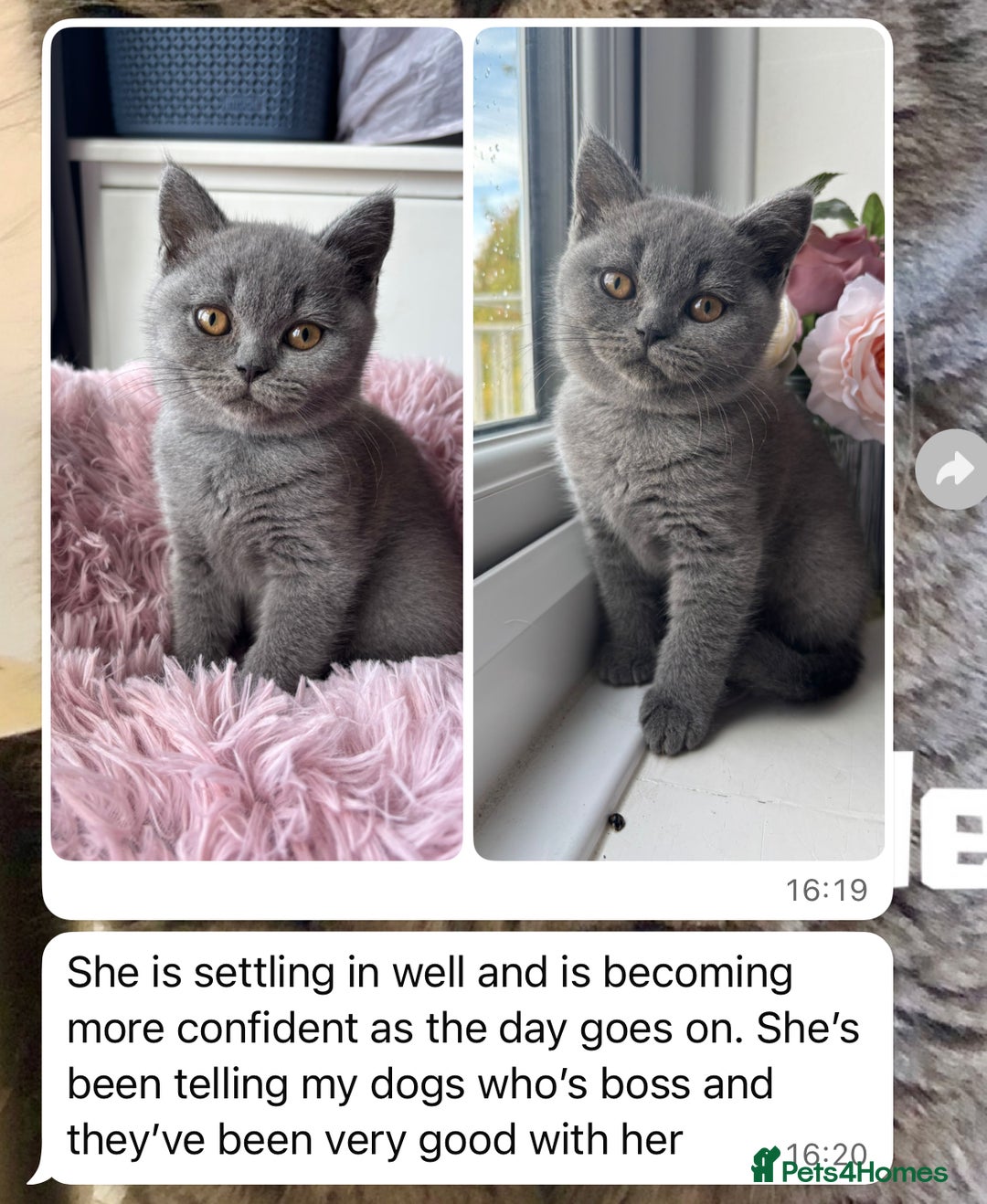 British Shorthair cats for sale: Rare Coloured British Shorthair kittens - Image 21