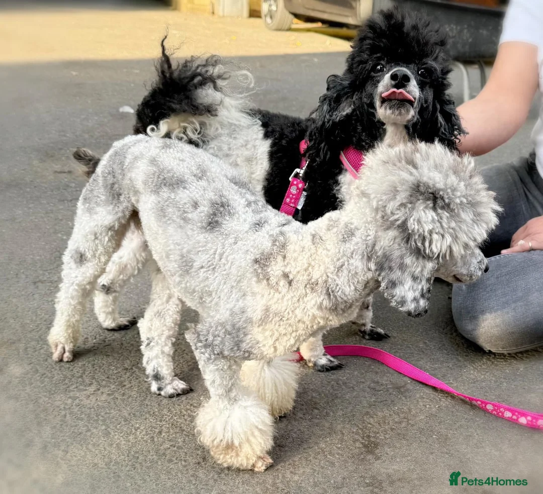 Toy Poodle dogs for stud: Blue & Tan Merle carrying Chocolate (Toy poodle) - Advert 3