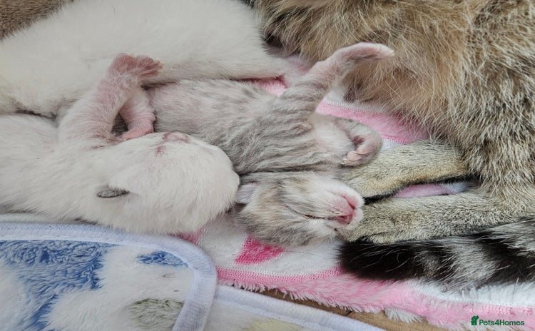 British Shorthair cats - Advert 6