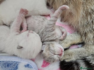 British Shorthair cats GCCF registered beauties - Advert 7