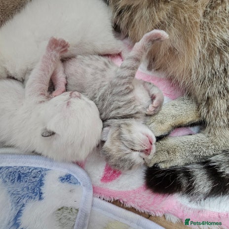 British Shorthair cats - Advert 12