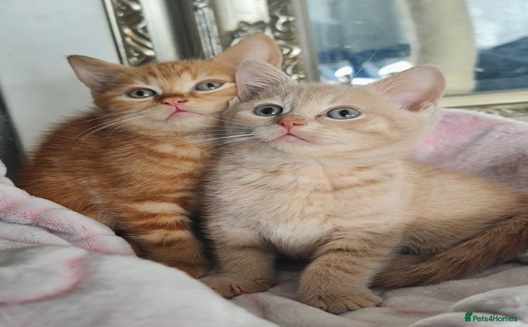 British Shorthair cats - Advert 4