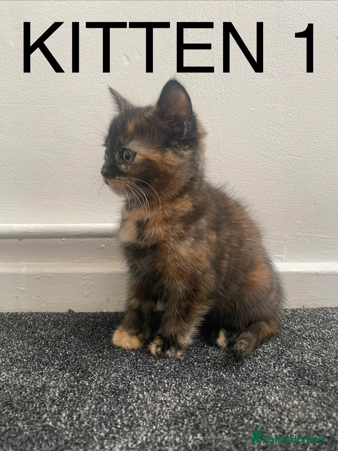Mixed Breed cats for sale: Cute fluffy tortie kittens - Advert 1