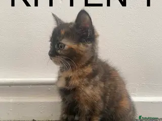 Mixed Breed cats Cute fluffy tortie kittens - Advert 8