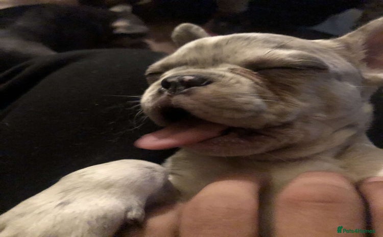 French Bulldog dogs - Advert 4