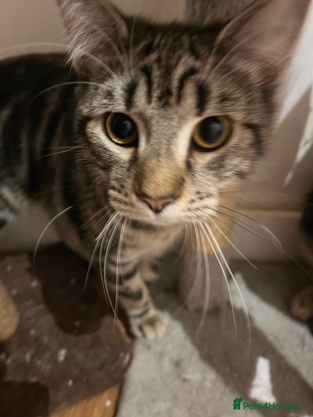 Mixed Breed cats for sale: adorable kittens looking for loving homes 💖🐾 - Advert 9