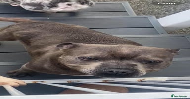 Staffordshire Bull Terrier dogs - Advert 8