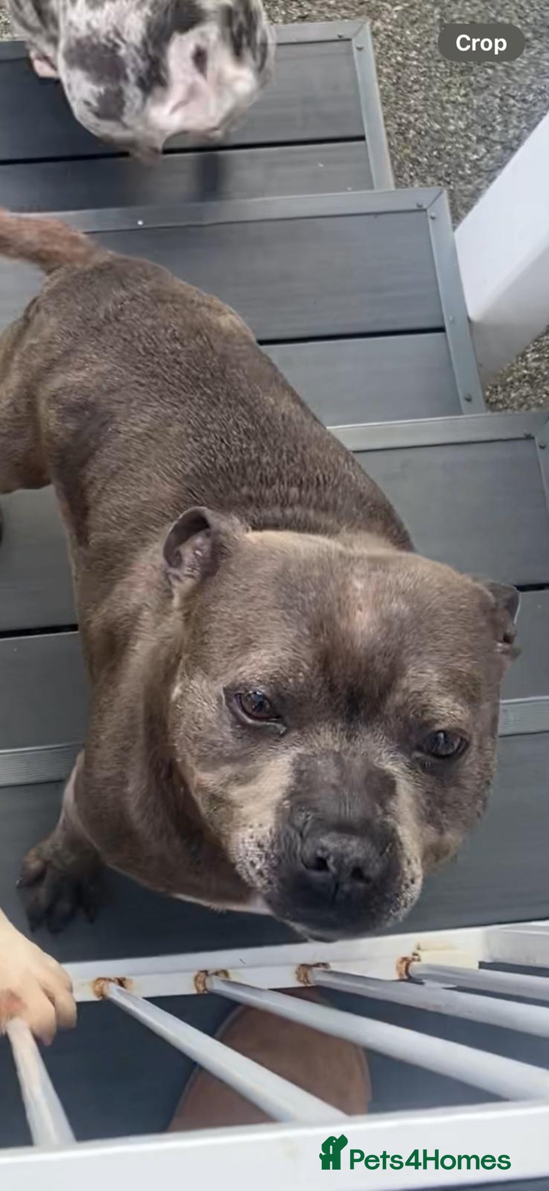 Staffordshire Bull Terrier dogs for sale: Blue staffie pupz - Image 8